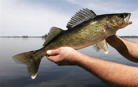 walleye fish|Walleye On The Eleven Point .